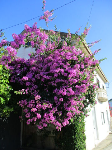 Bougainvillea spectabilis