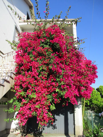 Bougainvillea spectabilis