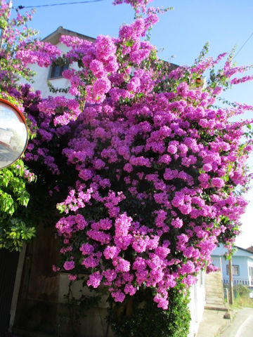 Bougainvillea spectabilis