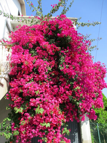 Bougainvillea spectabilis