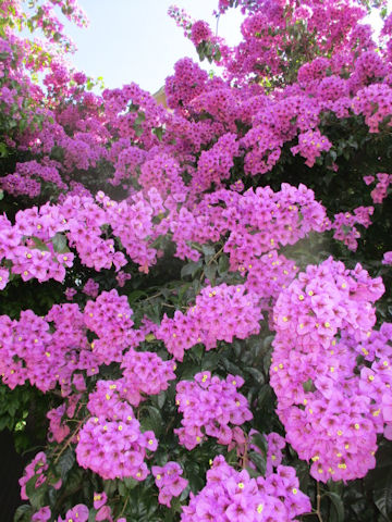 Bougainvillea spectabilis