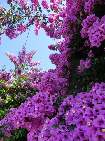 Bougainvillea spectabilis