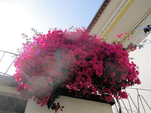 Bougainvillea spectabilis