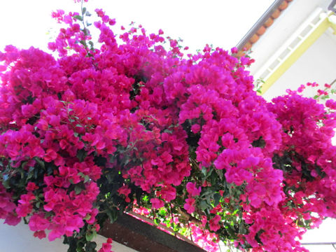 Bougainvillea spectabilis