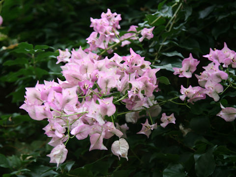 Bougainvillea spectabilis