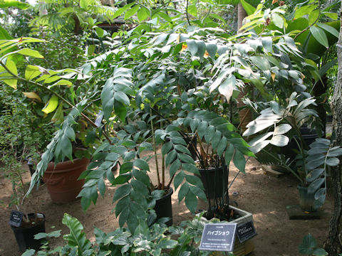 Bowenia spectabilis