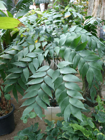 Bowenia spectabilis
