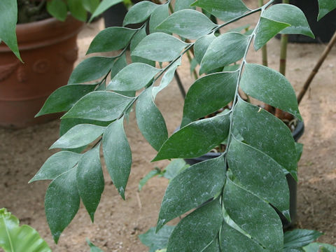Bowenia spectabilis