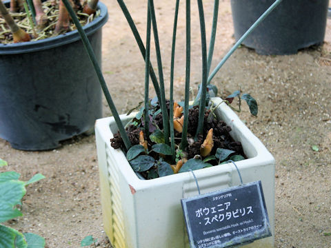 Bowenia spectabilis