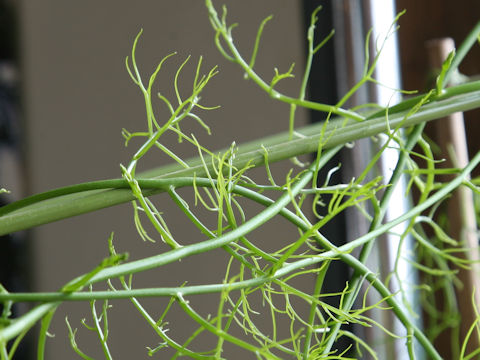 Bowiea volubilis