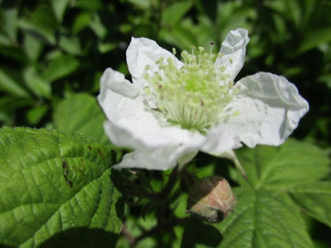 Rubus ursinus x idaeus