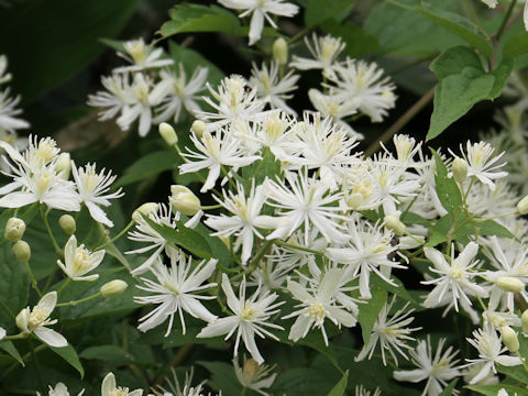 Clematis apiifolia