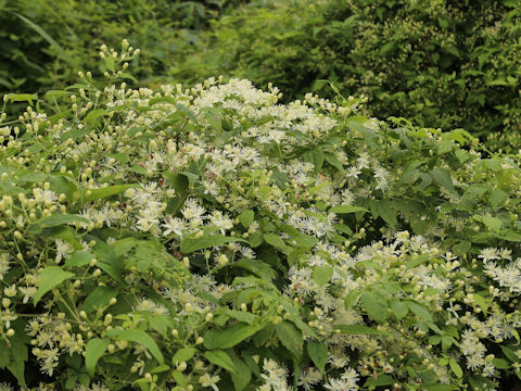 Clematis apiifolia