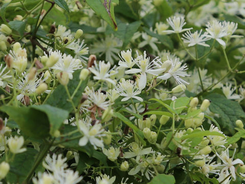 Clematis apiifolia