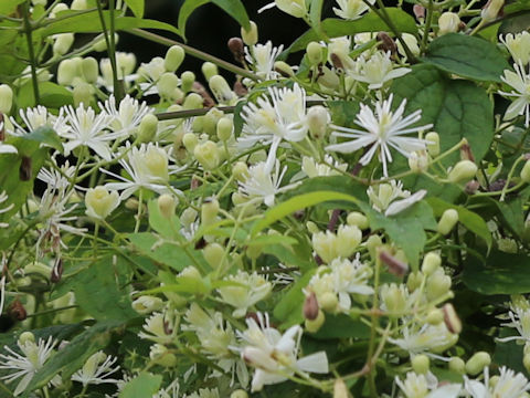 Clematis apiifolia