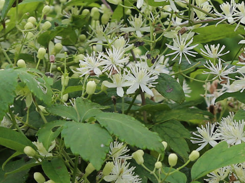 Clematis apiifolia