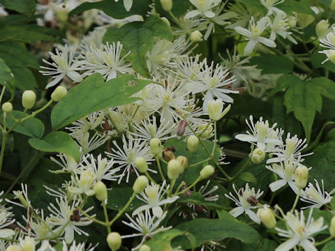 Clematis apiifolia