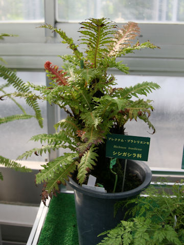 Blechnum brasiliense