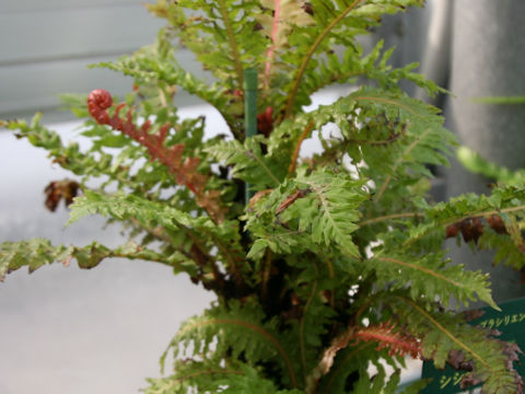 Blechnum brasiliense