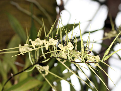 Brassia verrucosa
