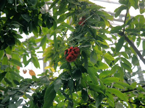 Brownea ariza