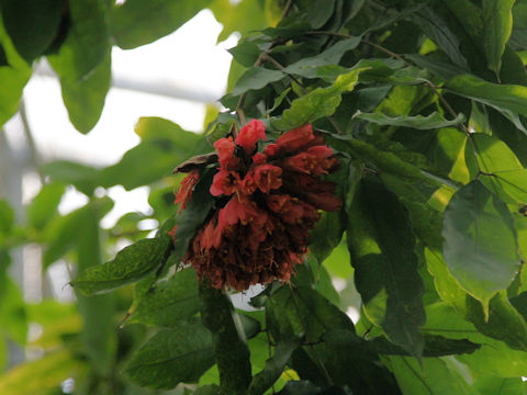 Brownea ariza