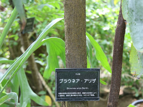 Brownea ariza
