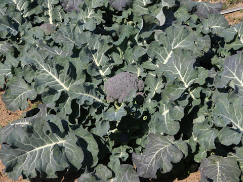 Brassica oleracea var. botrytis cv. EU Green