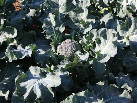 Brassica oleracea var. botrytis cv. Ryokurei