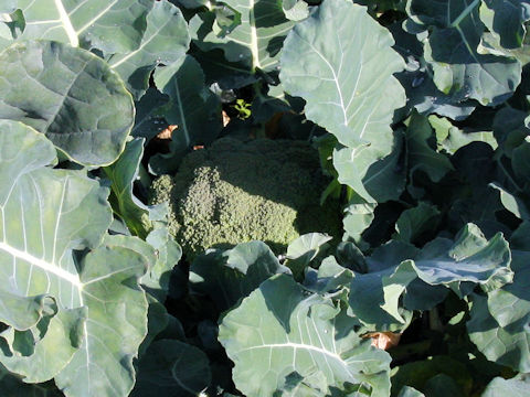 Brassica oleracea var. botrytis cv. Chu-wase Green Port