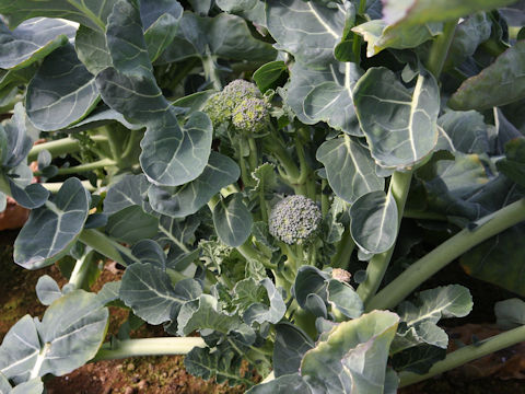 Brassica oleracea var. botrytis cv. ES1005