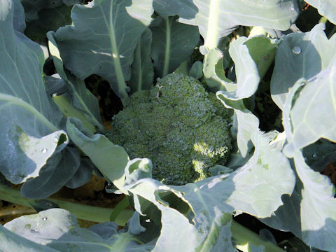 Brassica oleracea var. botrytis cv. ES1007