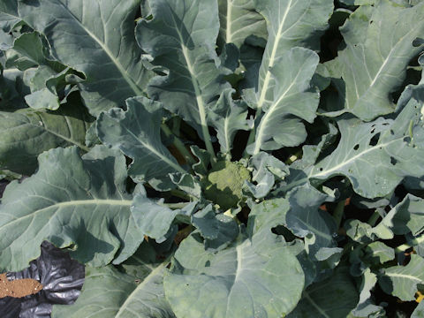 Brassica oleracea var. botrytis cv. ES1007