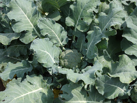 Brassica oleracea var. botrytis cv. Ryokuseki