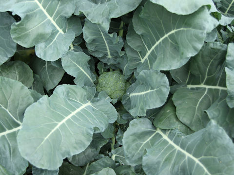 Brassica oleracea var. botrytis cv. ES1005