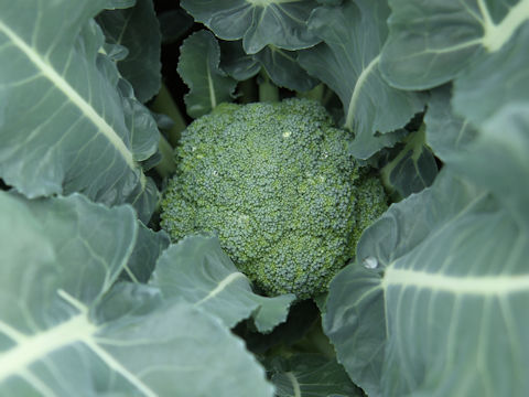 Brassica oleracea var. botrytis cv. ES1005