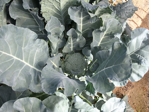 Brassica oleracea var. botrytis cv. Salinas Early