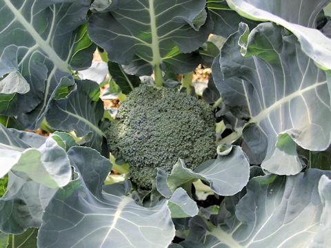 Brassica oleracea var. botrytis cv. Salinas Early