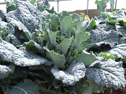 Brassica oleracea var. botrytis cv. Aletta