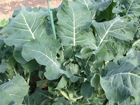 Brassica oleracea var. botrytis cv. Slim