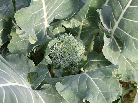 Brassica oleracea var. botrytis cv. Slim