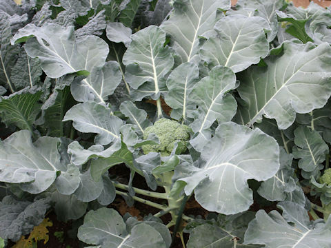 Brassica oleracea var. botrytis cv. Green Palace