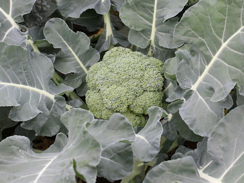 Brassica oleracea var. botrytis cv. Green Palace