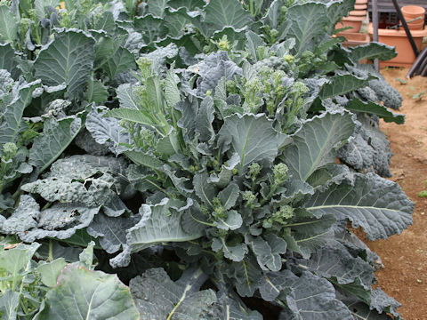 Brassica oleracea var. botrytis cv. Aletta