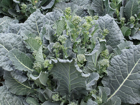 Brassica oleracea var. botrytis cv. Aletta