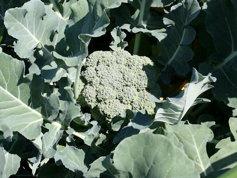 Brassica oleracea var. botrytis cv. Ryokurei