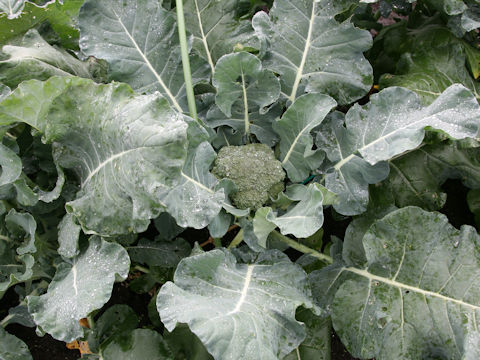 Brassica oleracea var. botrytis cv. Green Palace