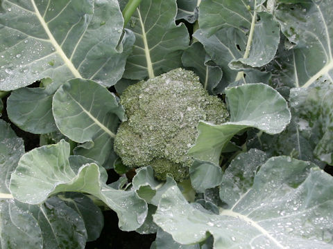 Brassica oleracea var. botrytis cv. Green Palace