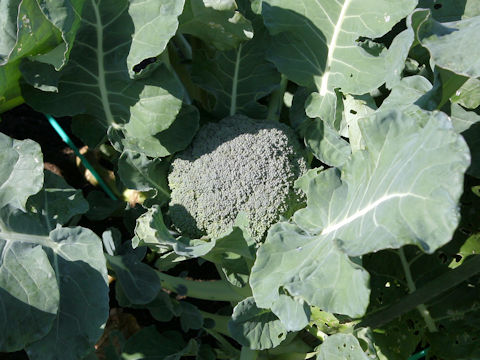 Brassica oleracea var. botrytis cv. Ryokuseki