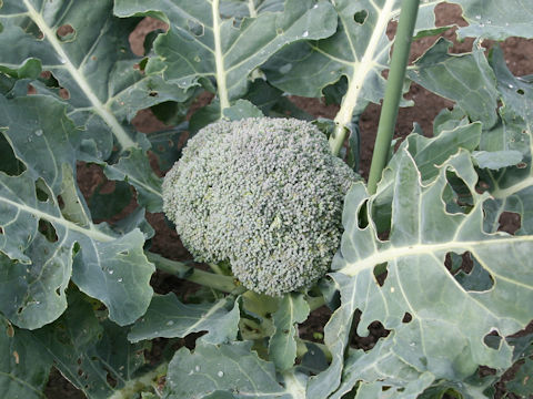 Brassica oleracea var. botrytis cv. Super Dome